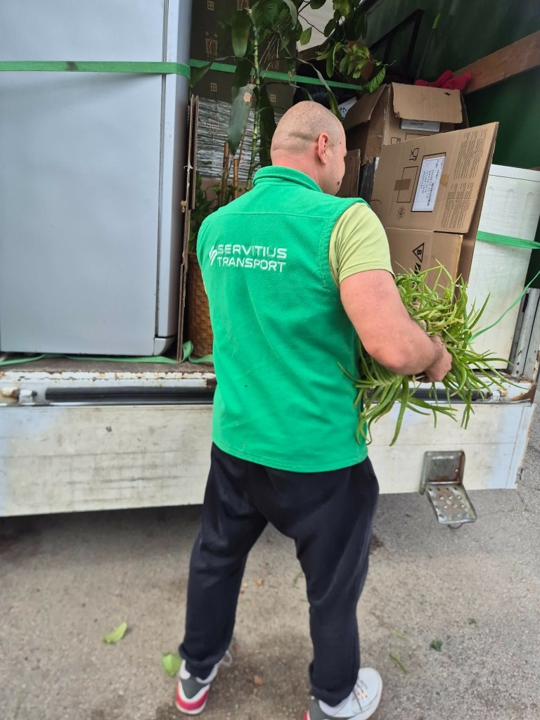 Munkatársunk óvatosan vesz le egy szobanövényt a költöztető teherautóról